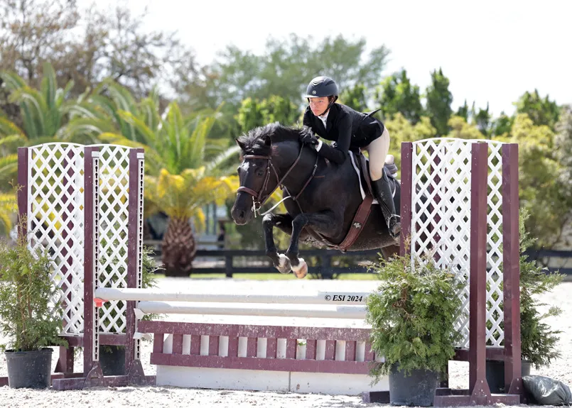 A dark bay horse and rider jumping at a Florida show ring lined with palms