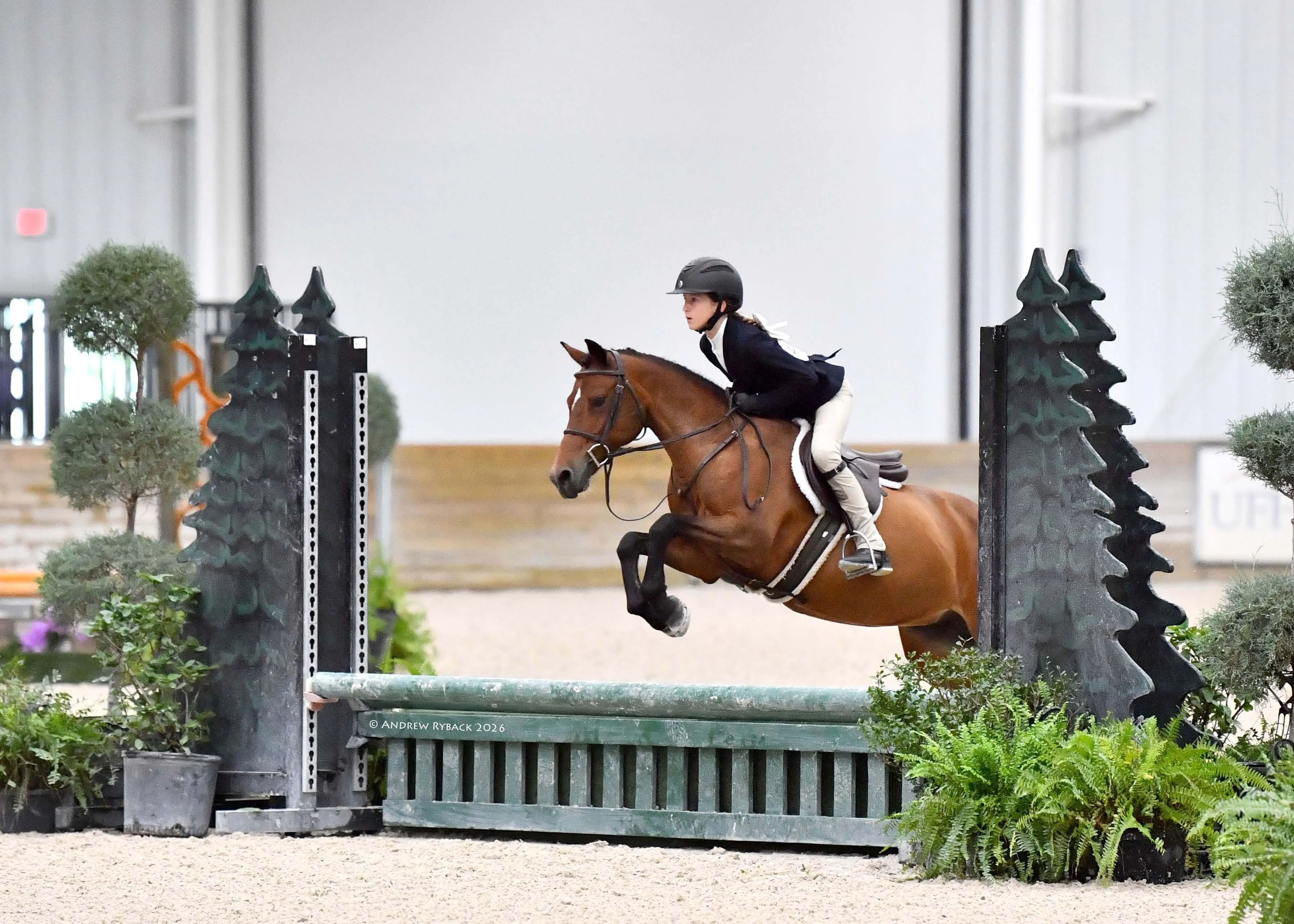 A young rider jumping a bay pony over a fence